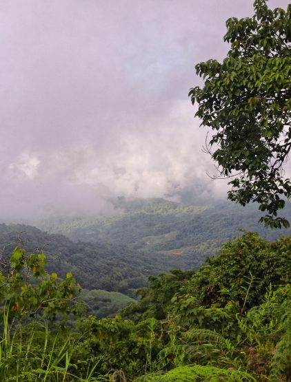 Forêt communautaire d’eucalyptus Nzi-Foda